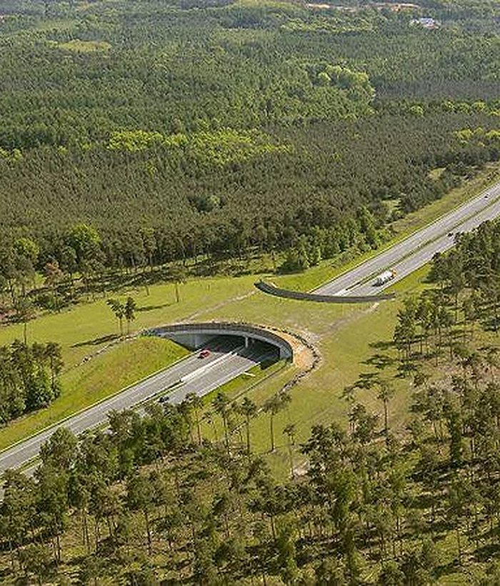 Türkiye'nin İlk Ekolojik Köprü İnşaatları